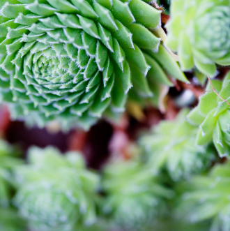 close up of succulent plants 2021 12 23 16 41 49 utc 1